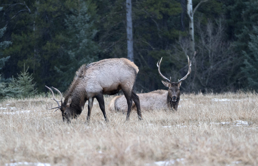 Elk grazing in Banff, Canada