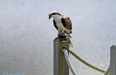 Osprey in the backyard with a fish