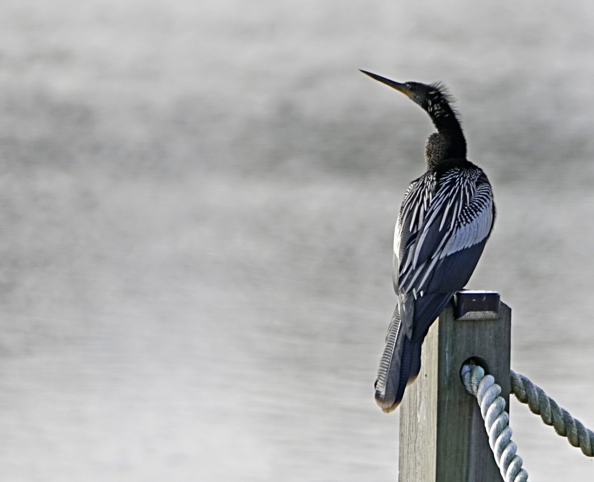 Cormorant in Flight