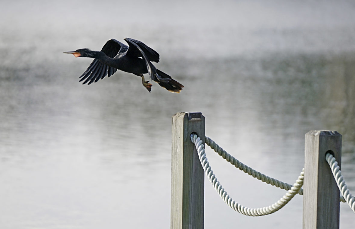 Cormorant in Flight