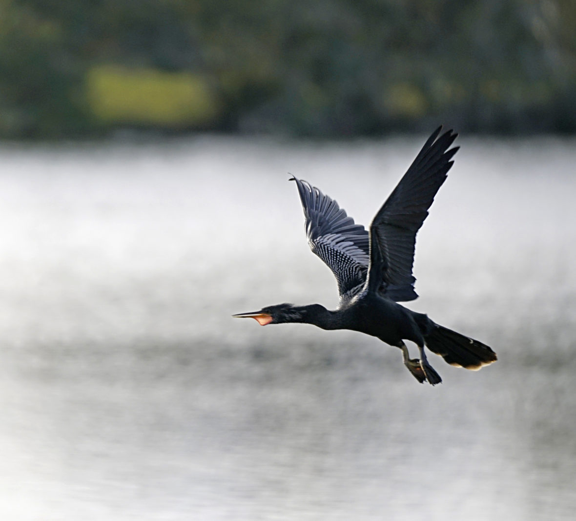 Cormorant in Flight