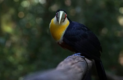 Parque das Aves, Brazil 2018