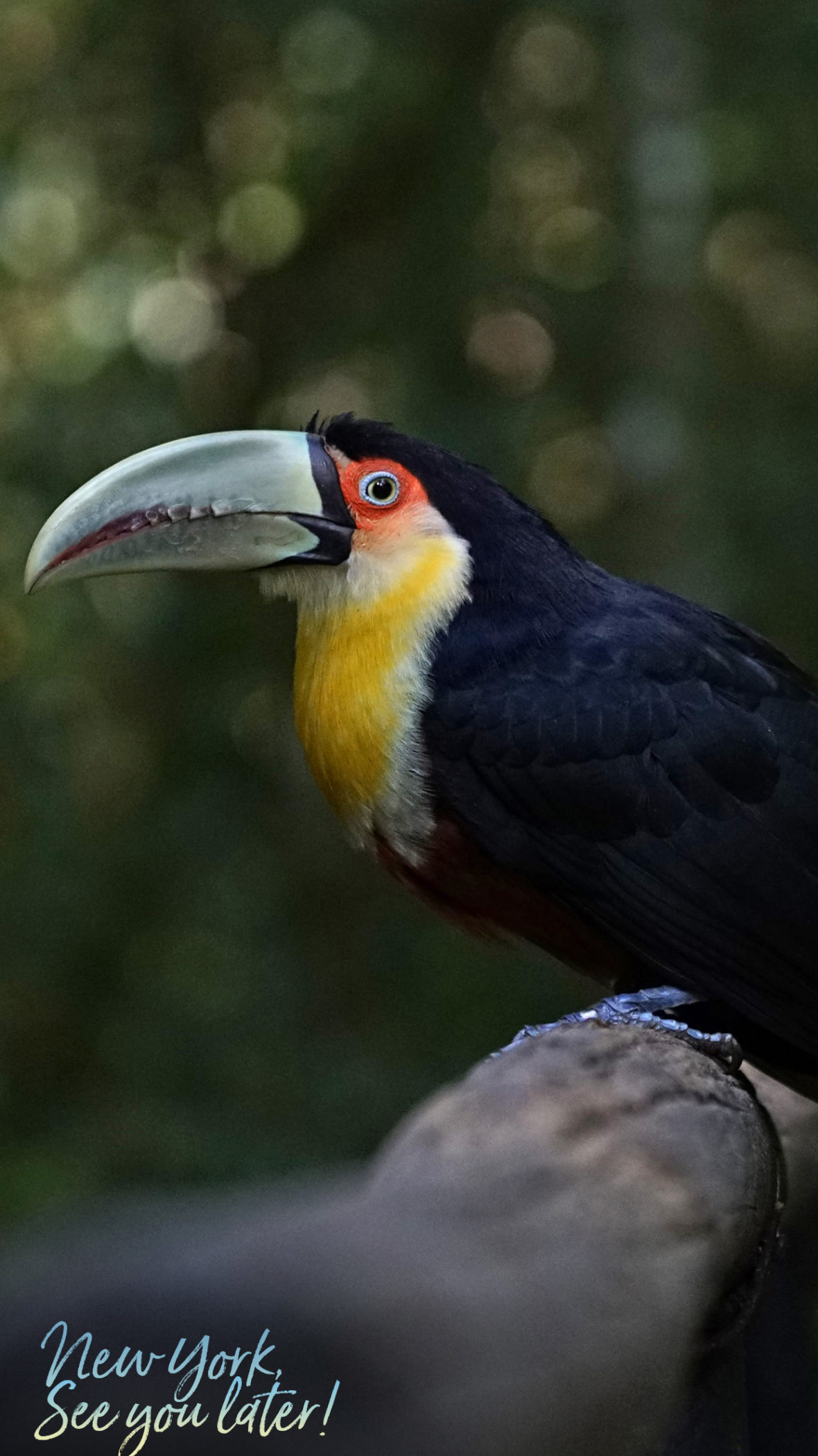 Parque das Aves, Foz do Iguacu, Brazil