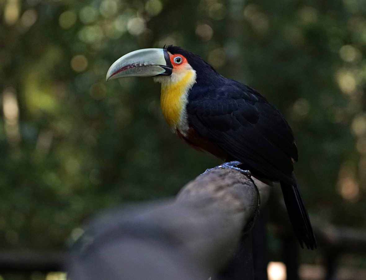 Parque das Aves, Brazil 2018