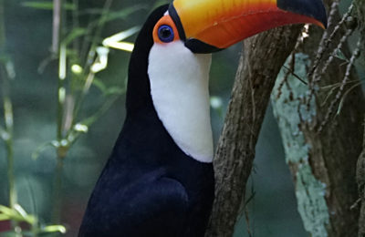 Parque das Aves, Foz do Iguacu, Brazil