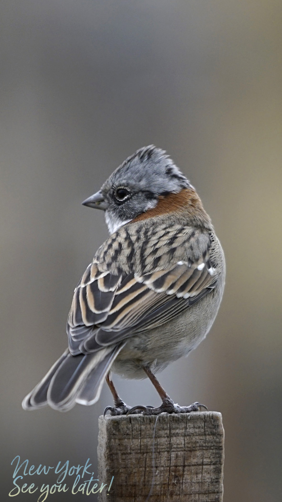 Cerro Frias in El Calafate, Argentina Rufuos-collared Sparrow, Mobile Download
