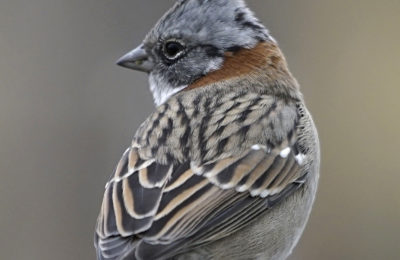 Cerro Frias in El Calafate, Argentina Rufuos-collared Sparrow, Mobile Download