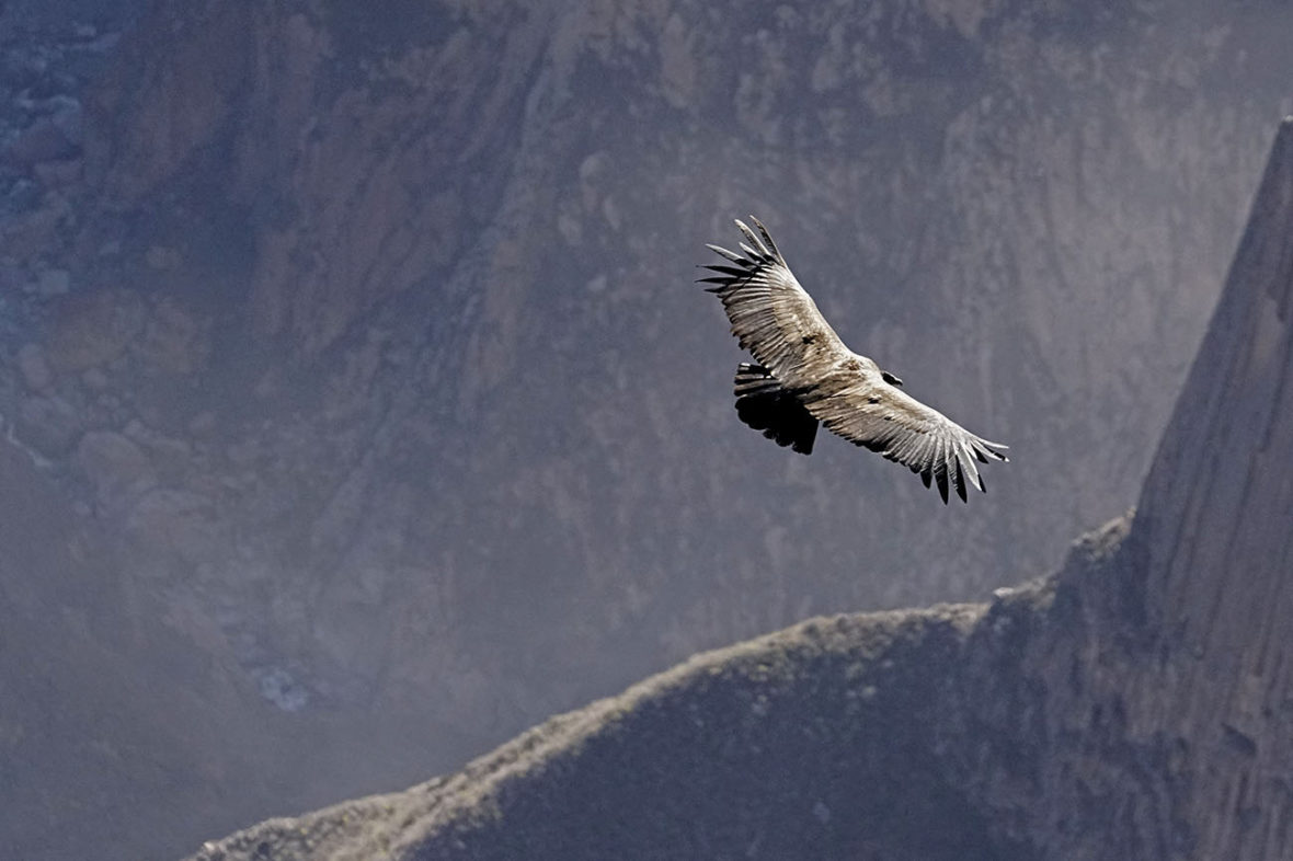 Colca Canyon, Peru, Condors and Eagles
