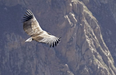Colca Canyon, Peru, Condors and Eagles