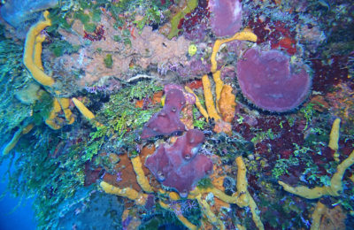 Palancar Gardens Reef, Barefoot Diving, Cozumel Diving