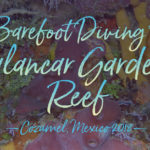 Palancar Gardens Reef, Barefoot Diving, Cozumel Diving