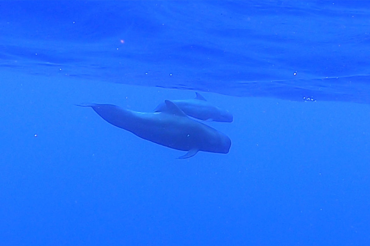Dolphin and Pilot Whale Snorkel through Sunlight on Water at Noio Point, The Big Island, Hawaii