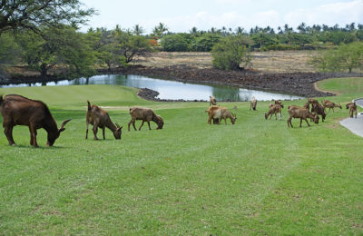 Goats on a golf course on The Big Island of Hawaii