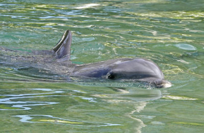 A dolphin at the Hilton in Honokaa on The Big Island of Hawaii