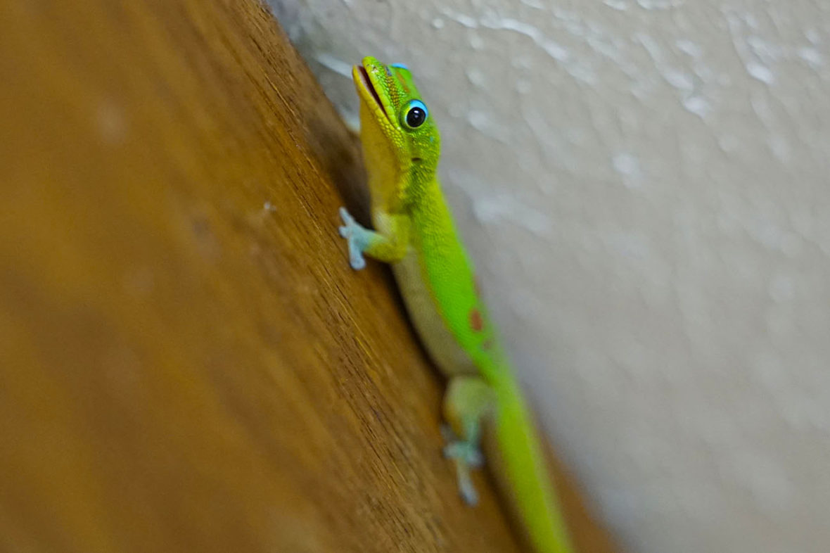 Gecko at Aunt Fritzis Honokaa Hawaii