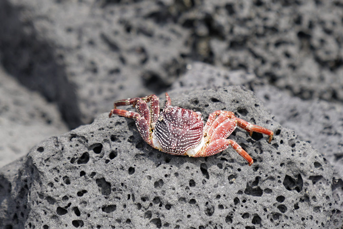 Crabs on lava rock at Kona, on The Big Island of Hawaii