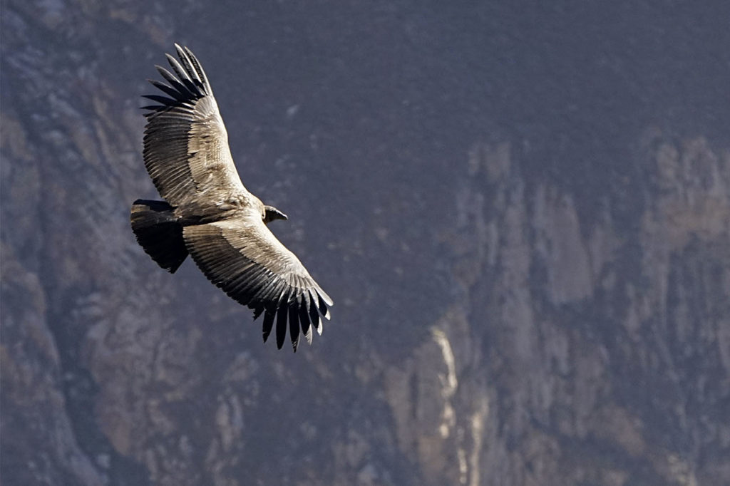 Colca Canyon, Peru, Travel Tips by NY See You Later