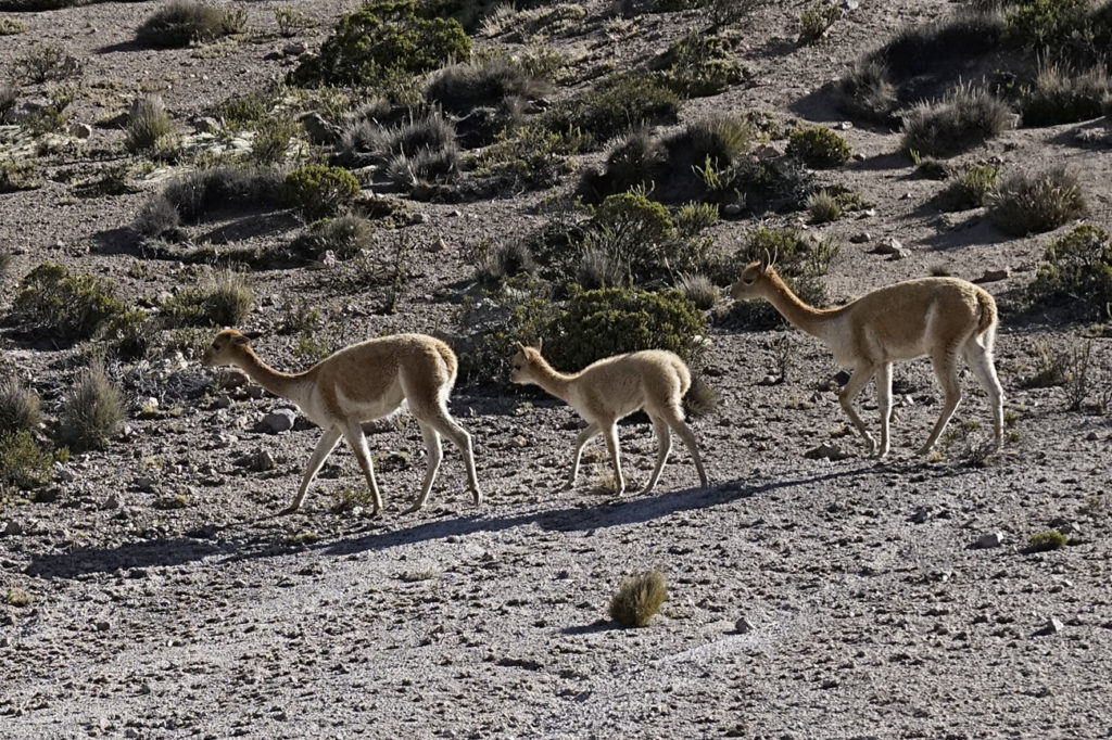 Colca Canyon, Peru, Travel Tips by NY See You Later